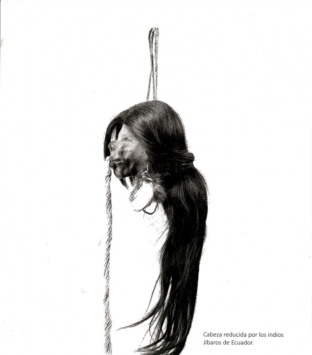 Foto Cabeza Reducida Shuar / JivaroPropiedad del Artista