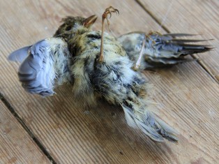 Adriana Salazar, P&amp;aacute;jaro, Naturaleza que muere